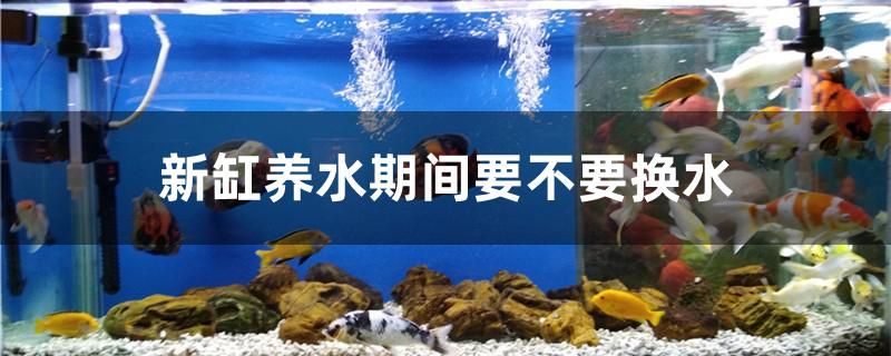 新缸養(yǎng)水期間要不要換水 夢幻雷龍魚