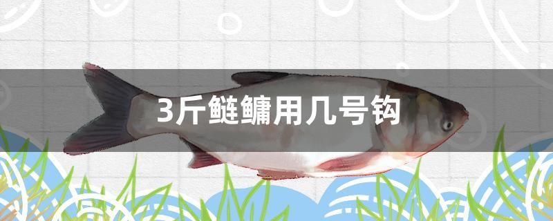 3斤鰱鳙用幾號鉤 斑馬鴨嘴魚