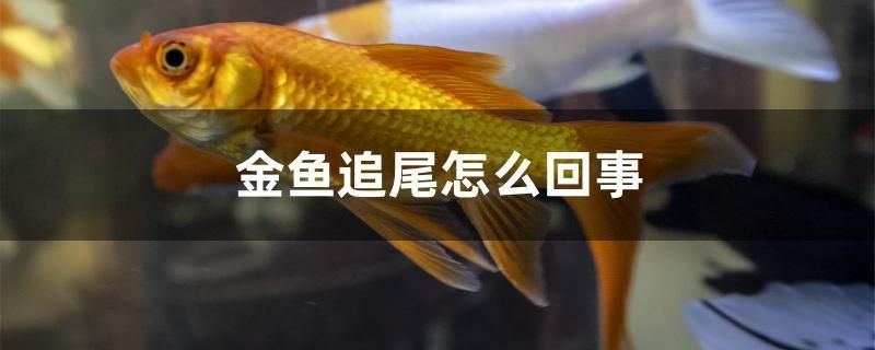 金魚(yú)追尾怎么回事 帝王三間魚(yú)