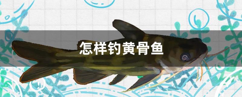 怎樣釣黃骨魚 其他品牌魚缸