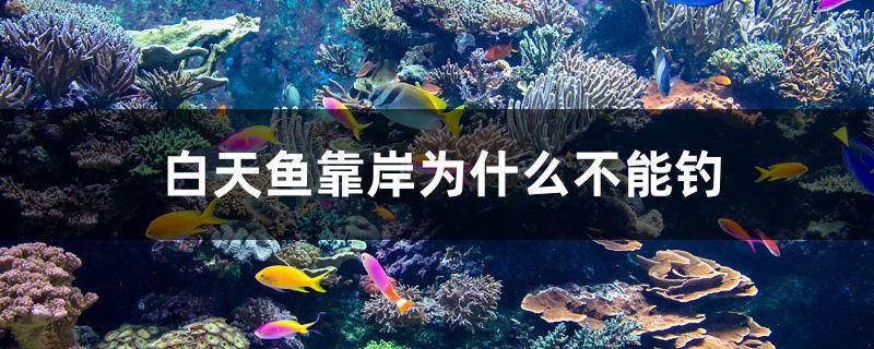 白天魚靠岸為什么不能釣 B級過背金龍魚