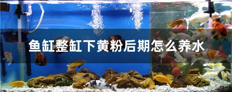 魚(yú)缸整缸下黃粉后期怎么養(yǎng)水