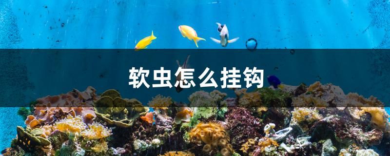 軟蟲怎么掛鉤 森森魚缸