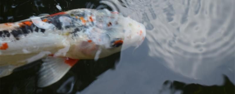 錦鯉魚爛身能自愈嗎為什么會爛身 祥龍水族醫(yī)院