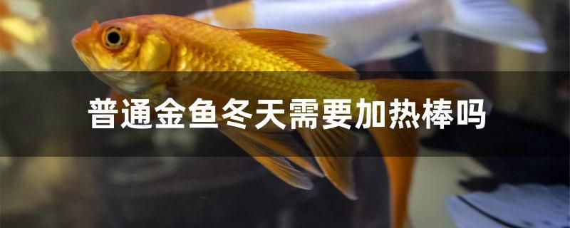 普通金魚(yú)冬天需要加熱棒嗎