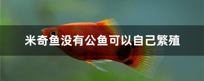 米奇魚沒有公魚可以自己繁殖 大日玉鯖魚