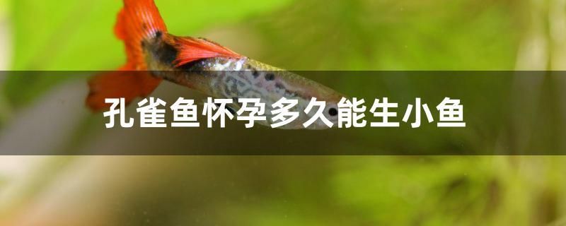 孔雀魚懷孕多久能生小魚