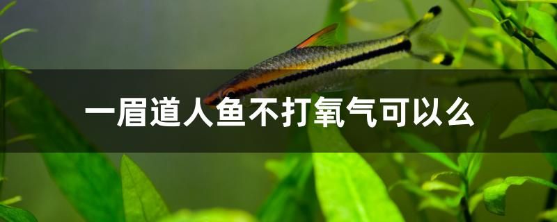 一眉道人魚不打氧氣可以么 龍鳳鯉魚