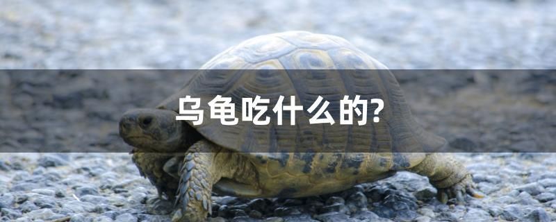 烏龜吃什么的？