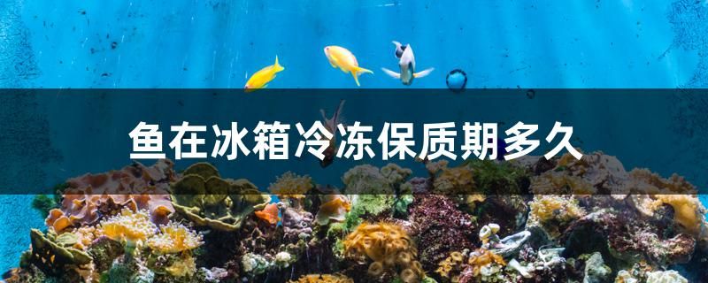 魚在冰箱冷凍保質(zhì)期多久 一眉道人魚