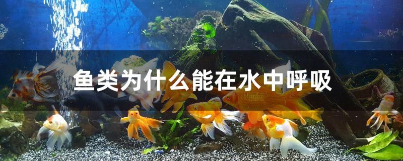 魚類為什么能在水中呼吸