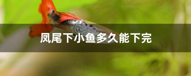 鳳尾下小魚多久能下完