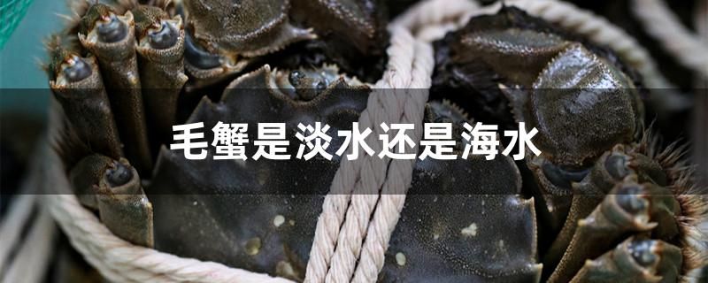 毛蟹是淡水蟹還是海水蟹 印尼三紋虎