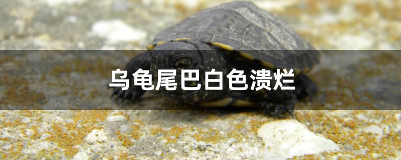 烏龜尾巴白色潰爛怎么辦 魚(yú)缸水質(zhì)穩(wěn)定劑