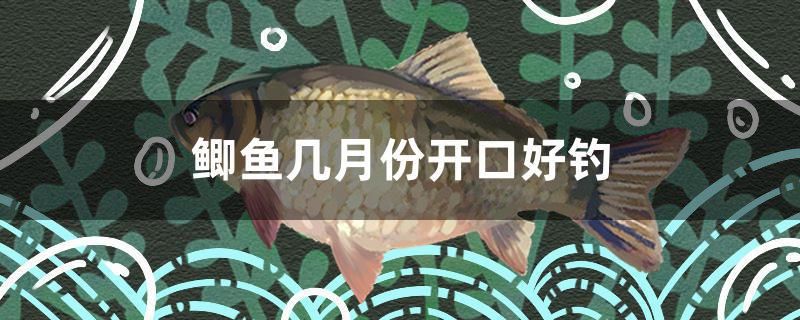 鯽魚幾月份開口好釣 白子關(guān)刀魚