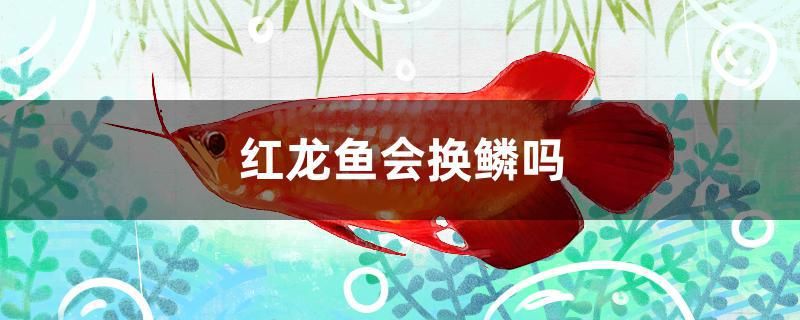 紅龍魚會(huì)換鱗嗎 祥龍水族濾材/器材