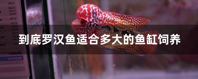 到底羅漢魚適合多大的魚缸飼養(yǎng)