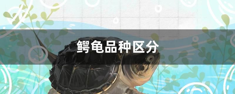 鱷龜品種區(qū)分 撒旦鴨嘴魚