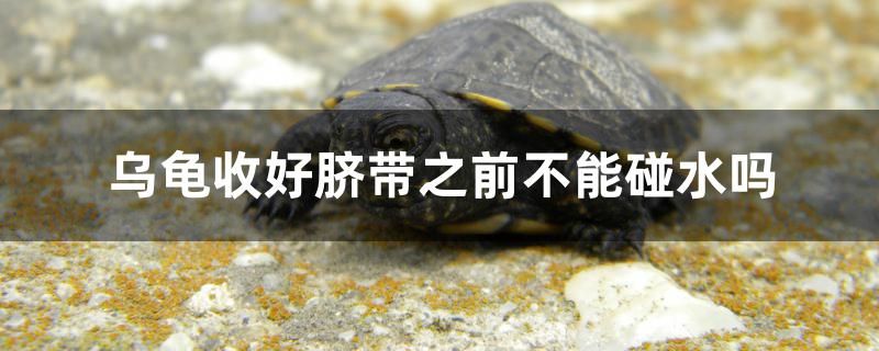 烏龜收好臍帶之前不能碰水嗎 其他益生菌