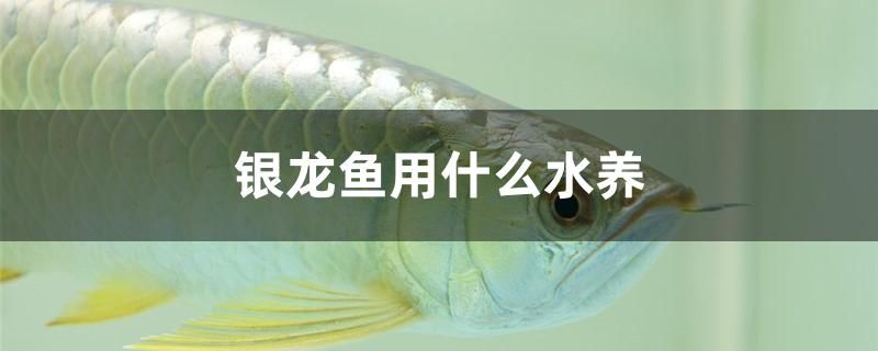 銀龍魚用什么水養(yǎng) 朱巴利魚