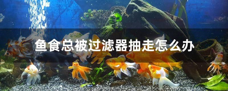 魚食總被過濾器抽走怎么辦 祥龍魚藥系列