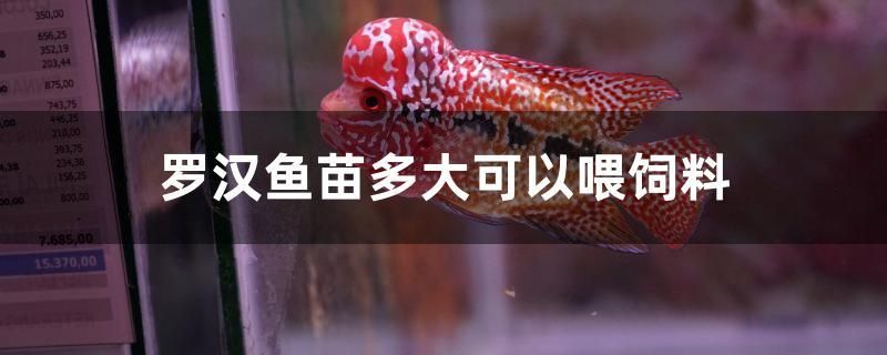 羅漢魚苗多大可以喂飼料