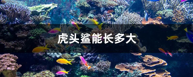 虎頭鯊能長(zhǎng)多大 黃金達(dá)摩魚