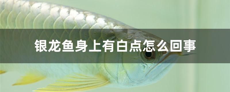 銀龍魚身上有白點(diǎn)怎么回事 巴西亞魚苗