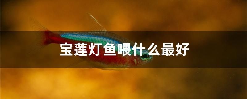 寶蓮燈魚喂什么最好 白子關刀魚苗