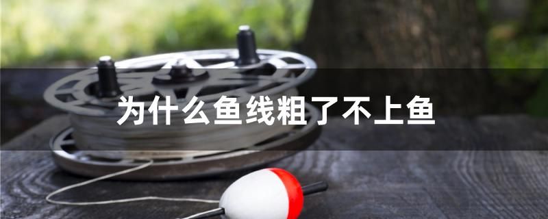 為什么魚線粗了不上魚 檸檬鯽