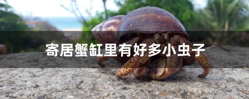 寄居蟹缸里有好多小蟲子怎么辦 水族燈（魚缸燈）