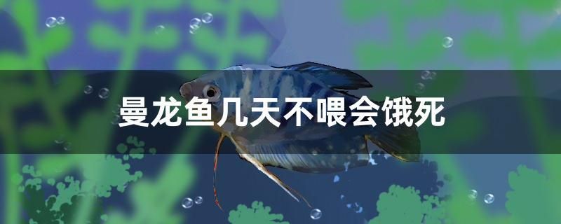 曼龍魚幾天不喂會餓死 女王大帆魚苗