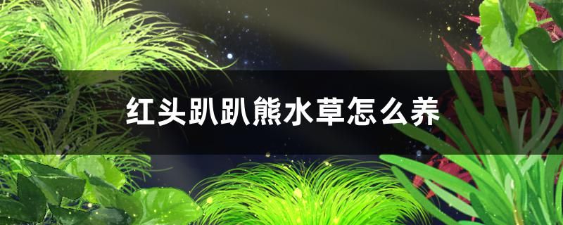 紅頭趴趴熊水草好養(yǎng)嗎怎么養(yǎng) 野彩魚