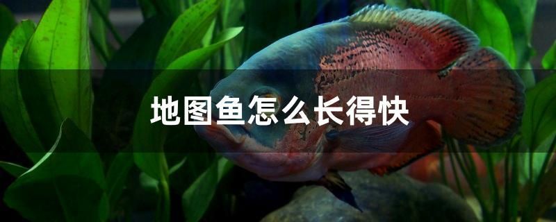 地圖魚怎么長(zhǎng)得快 南美異型魚