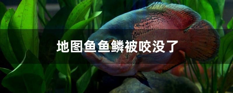 地圖魚魚鱗被咬沒了