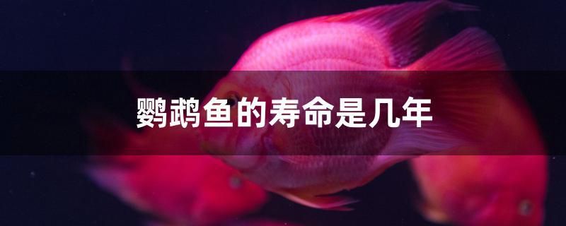 鸚鵡魚的壽命是幾年