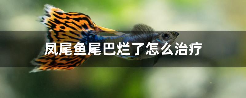 鳳尾魚尾巴爛了怎么治療 伊巴卡魚