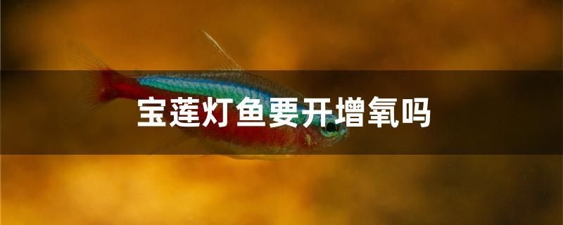 寶蓮燈魚(yú)要開(kāi)增氧嗎