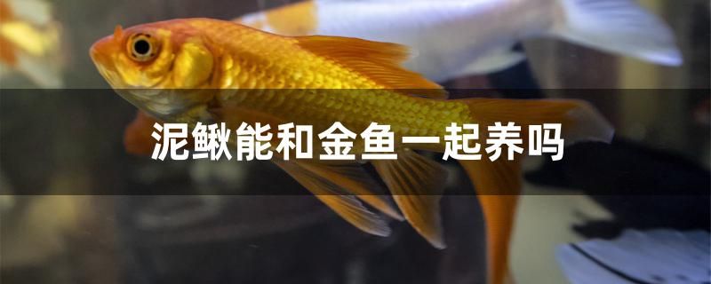 泥鰍可以和金魚一起養(yǎng)嗎