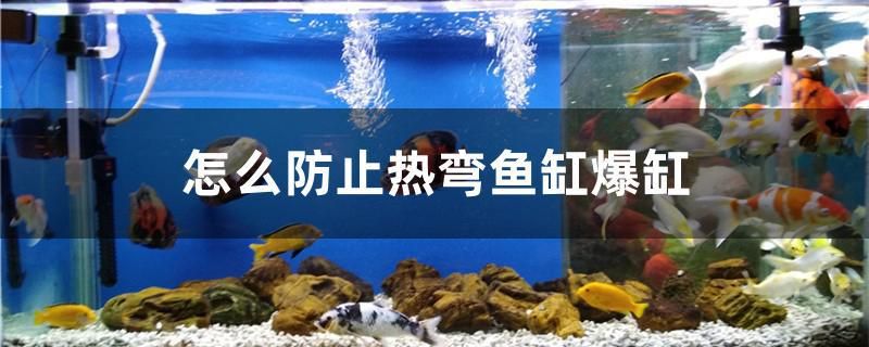 怎么防止熱彎魚缸爆缸 元寶鯽