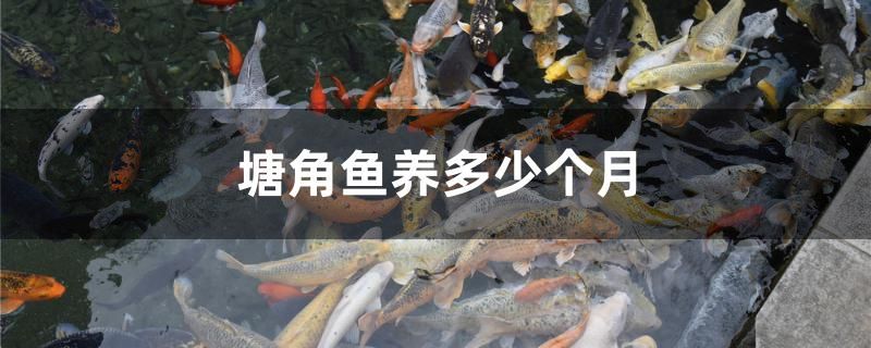 塘角魚養(yǎng)多少個(gè)月 鸚鵡魚