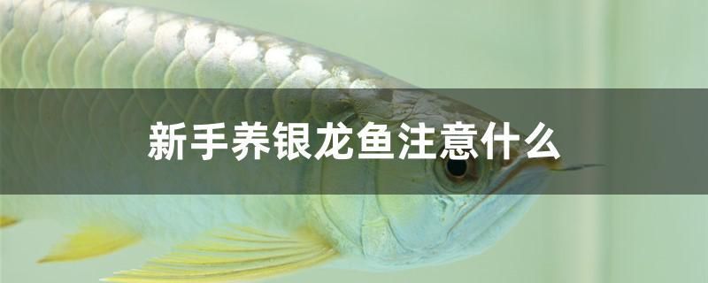 新手養(yǎng)銀龍魚注意什么