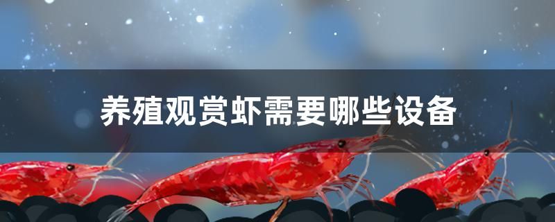 養(yǎng)殖觀賞蝦需要哪些設(shè)備 南美異型魚