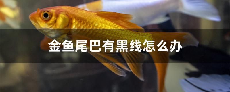 紹興魚缸回收公司地址在哪里（請問成都青白江賣廚房設備的 ,或是酒店用） 錦鯉池魚池建設 第2張