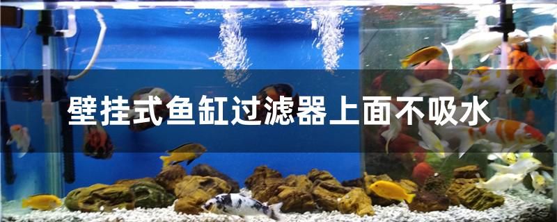 壁掛式魚缸過濾器上面不吸水咋辦 廣州景觀設(shè)計