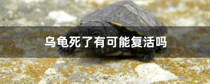 烏龜死了有可能復(fù)活嗎 三間鼠魚苗