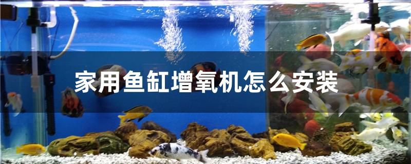 家用魚缸增氧機(jī)怎么安裝 羽毛刀魚苗