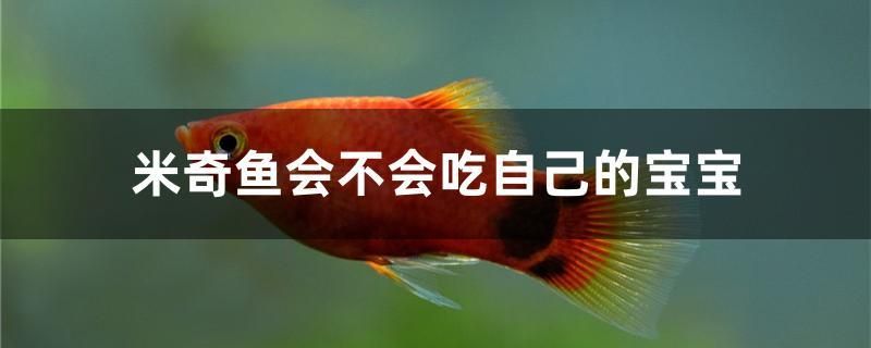 米奇魚(yú)會(huì)不會(huì)吃自己的寶寶