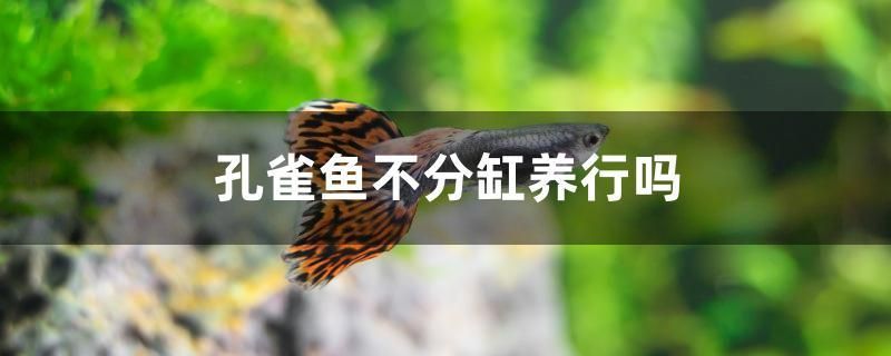 孔雀魚不分缸養(yǎng)行嗎