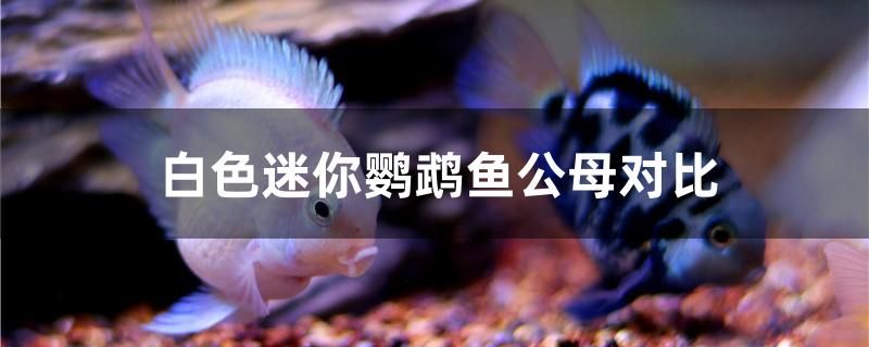 白色迷你鸚鵡魚公母對(duì)比